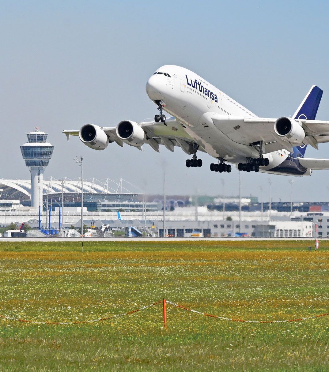 A Lufthansa Airbus A380 taking off from Munich Airport; in the background the control tower and terminal buildings, in the foreground a flowering meadow.